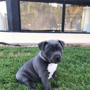 Meet your Posher, Gurman